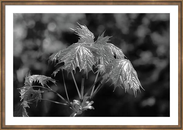 BLACK AND WHITE WALL&nbsp;ART